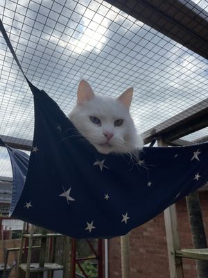 Cat Hammock