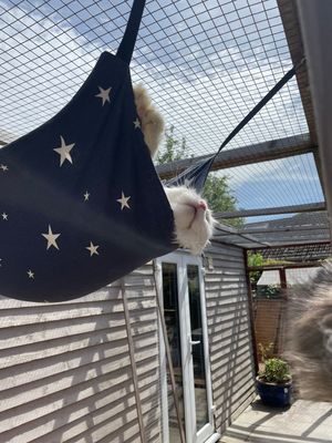 Cat Hammock