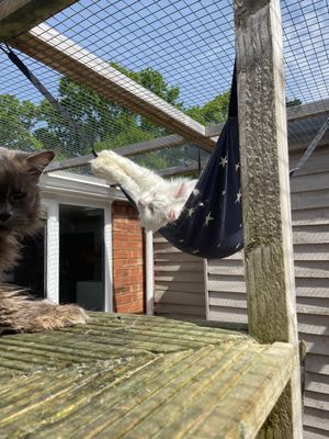 Cat Hammock
