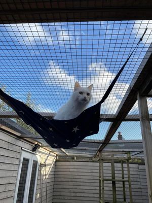 Cat Hammock