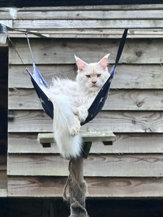 Cat Hammock