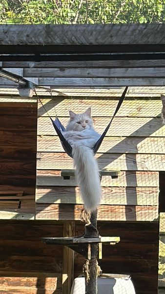 Cat Hammock