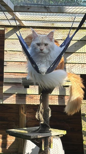 Cat Hammock