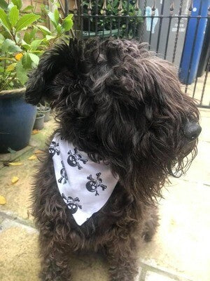 Dog Bandana