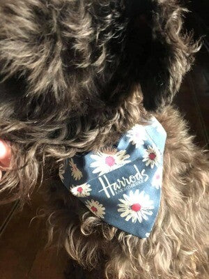 Dog Bandana