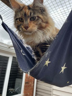 Cat Hammock
