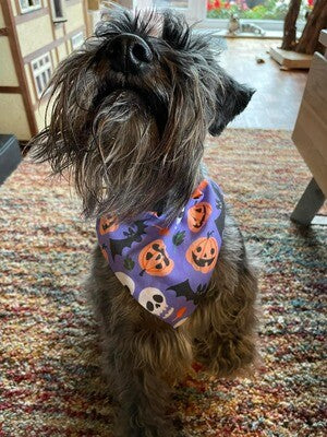 Dog Bandana