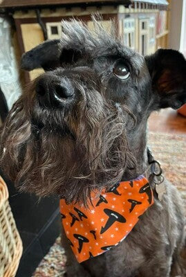 Dog Bandana