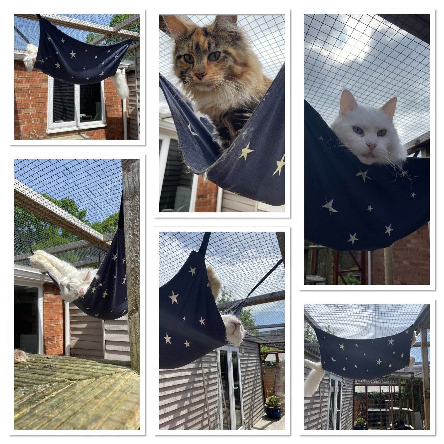 Cat Hammock