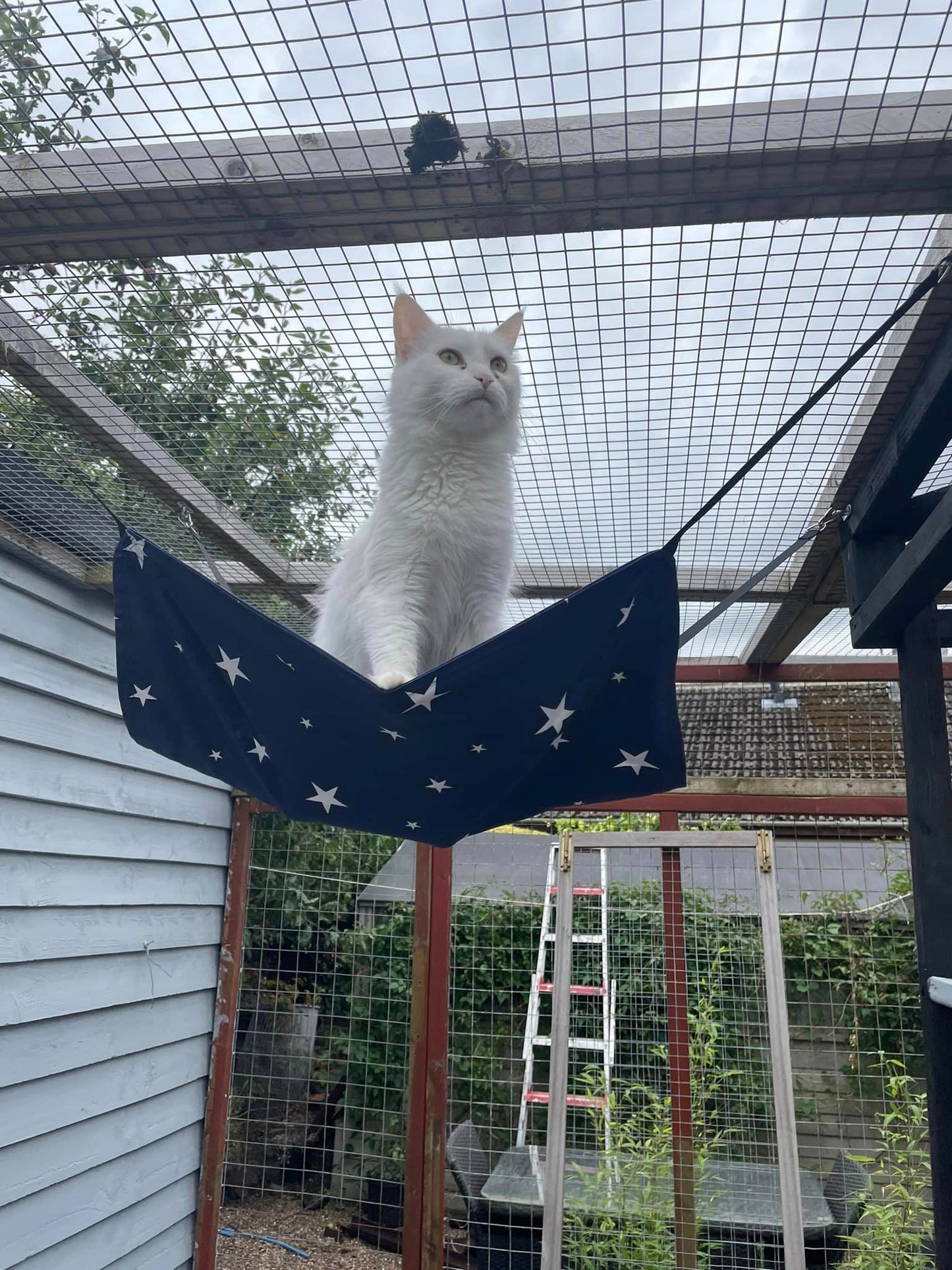 Cat Hammock