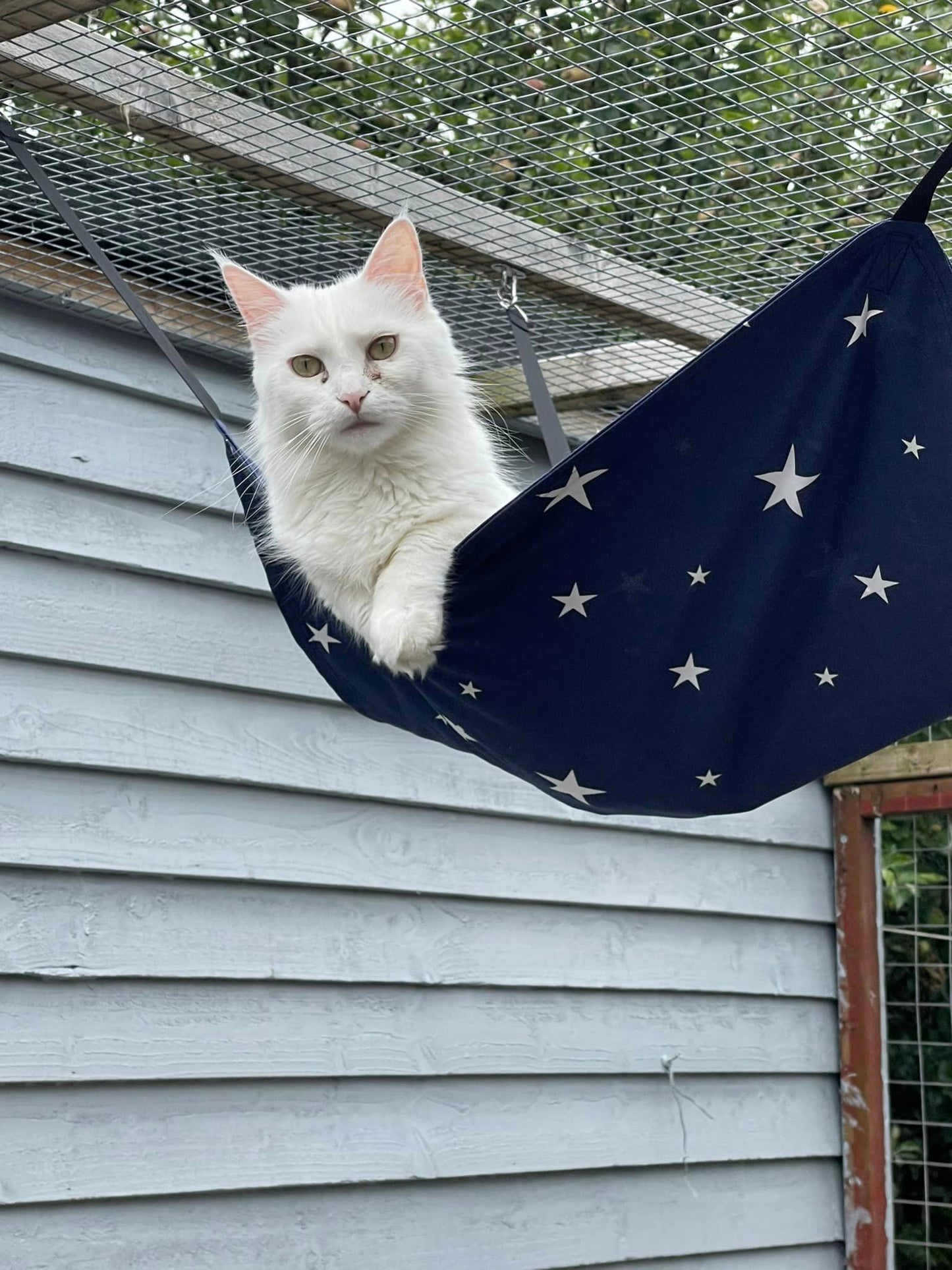 Cat Hammock